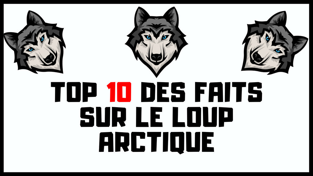 Loup Arctique